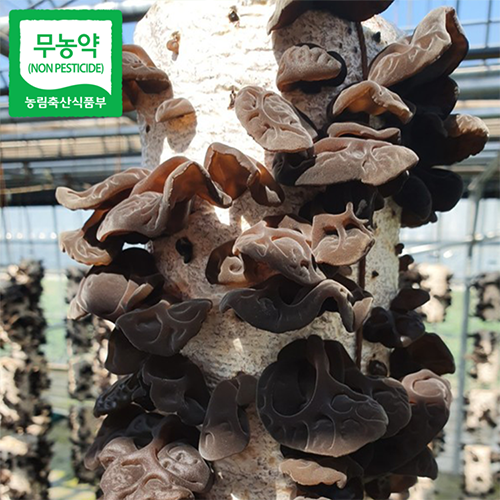 무농약 전남 보성 생 목이버섯