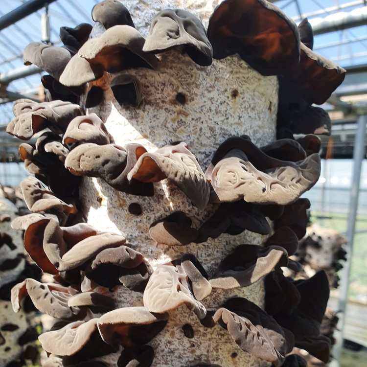 무농약 전남 보성 생 목이버섯